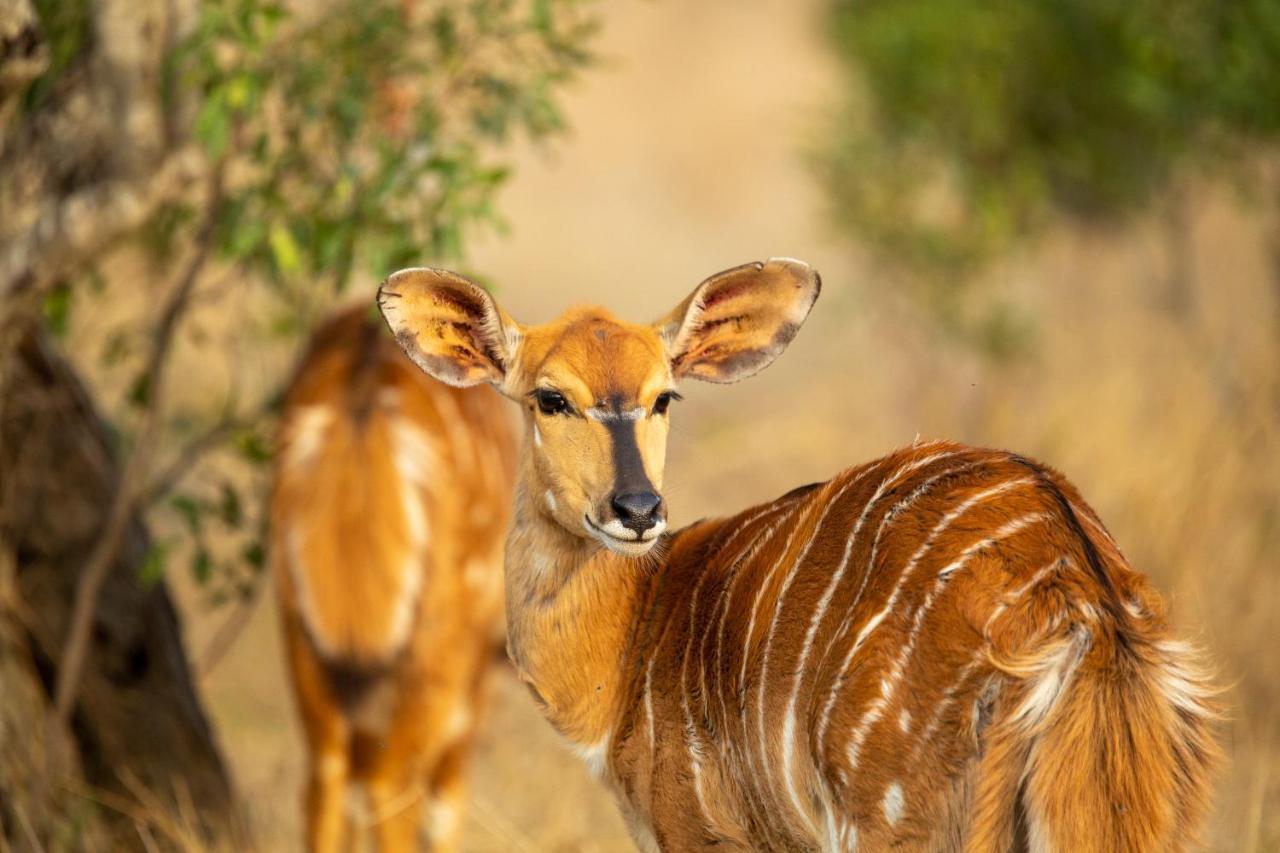 Karee & Wild Olive Guest Lodge Hekpoort 外观 照片